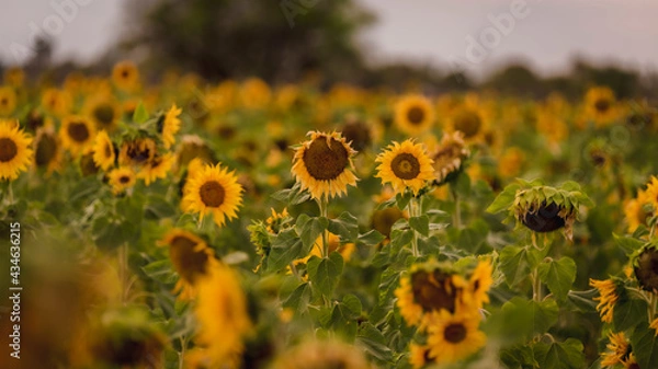 Fototapeta Bask in the beauty of sunflowers. These vibrant close-ups capture the sunny essence of nature's charm. Ideal for brightening your projects and invoking a sense of natural beauty.