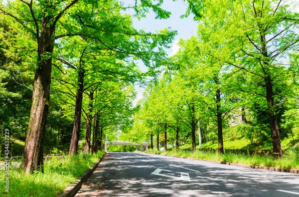 Fototapeta 新緑イメージ　メタセコイアの並木道