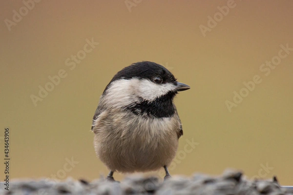 Obraz Carolina Chickadee