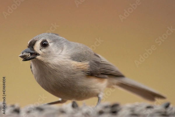 Obraz Tufted Titmouse