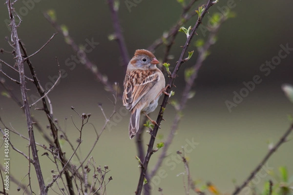 Obraz Field Sparrow
