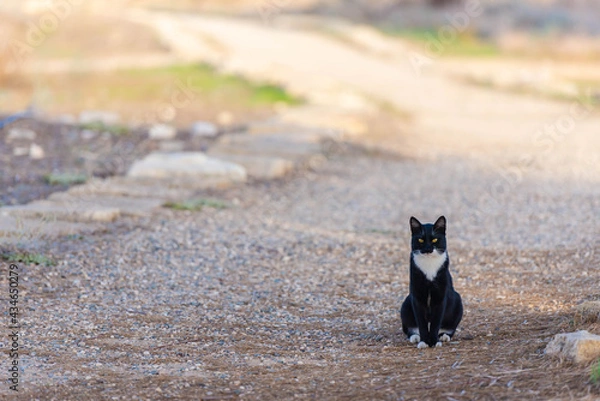 Fototapeta A cat with a white breast sits on a country road. Yellow-eyed cat blocked your way. This cat has an unflattering squint.