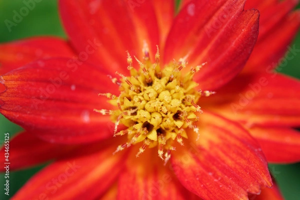 Fototapeta Decorate botany Coreopsis flower at marco range wallpaper detail abstract