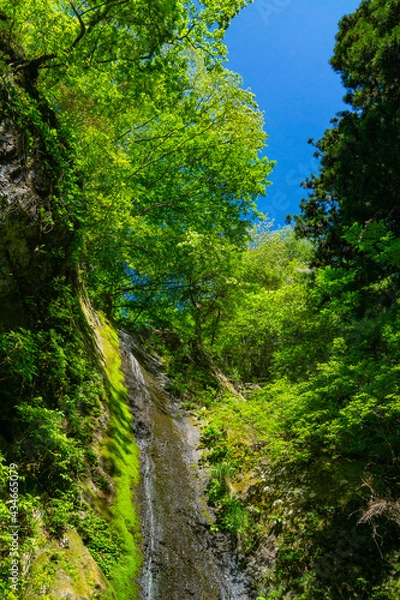 Fototapeta 綾滝　青空と新緑
