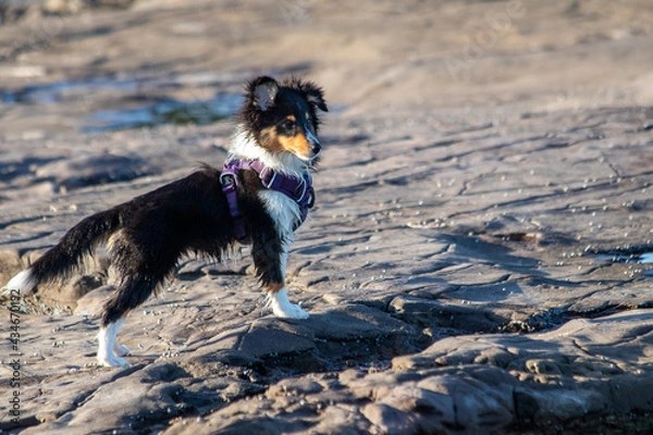 Fototapeta Shetland Sheepdog puppy playing at the beach in the water