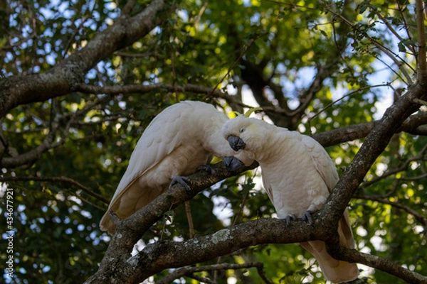 Fototapeta Cackatoos in a tree cuddling and grooming each other