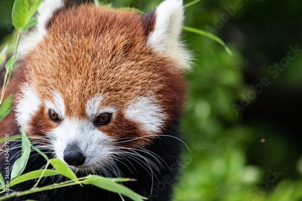 Obraz Red Panda in a tree