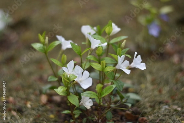 Obraz Weißes Immergrün 'Alba' (Vinca minor 'Alba')