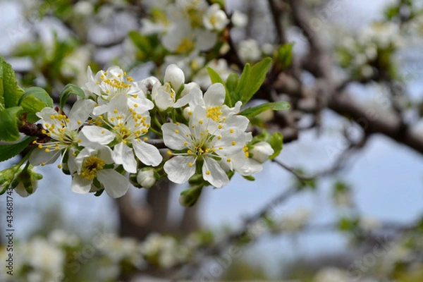 Fototapeta Plum tree. Prunus. Spring white flowers on a tree branch. Beautiful floral spring abstract background of nature. Plum tree in bloom. Spring, seasons, white flowers on plum tree close-up