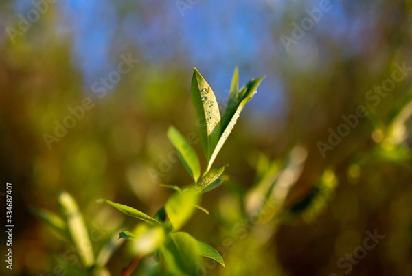 Obraz Fresh green leaves with water droplets in golden evening light in forest