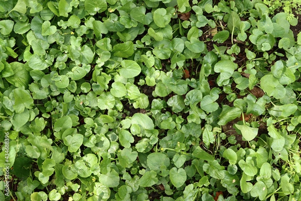 Fototapeta Green leaves texture, natural background