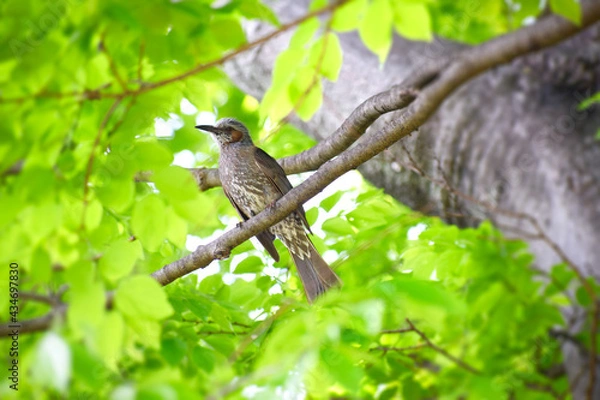Fototapeta 木に隠れる一羽のヒヨドリ