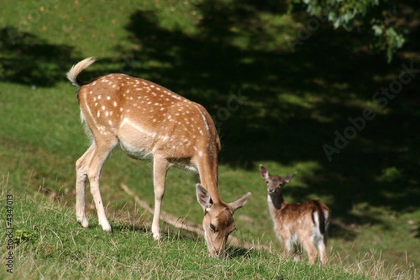Fototapeta Damwild