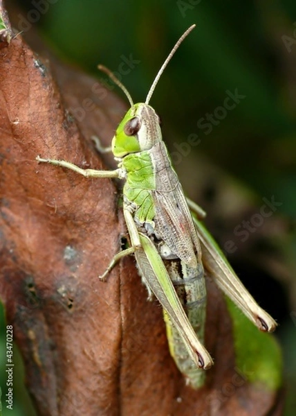 Obraz Grasshopper on dry leaf