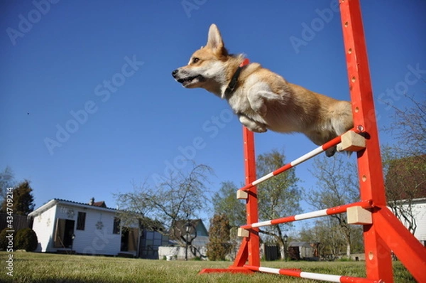 Obraz Welsh corgi jumping over hurdle during agility training
