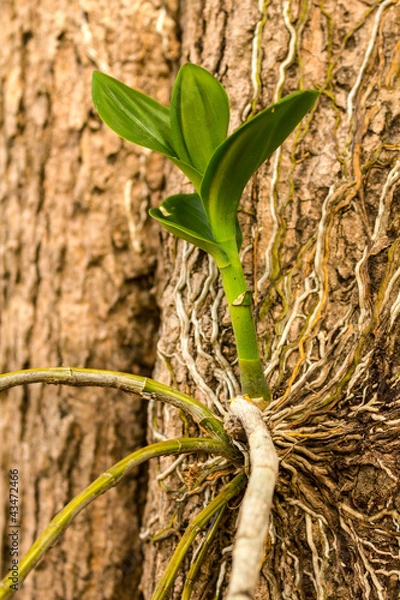 Obraz Orchid on tree
