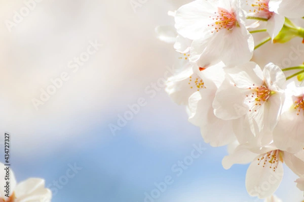 Obraz 桜のアップ