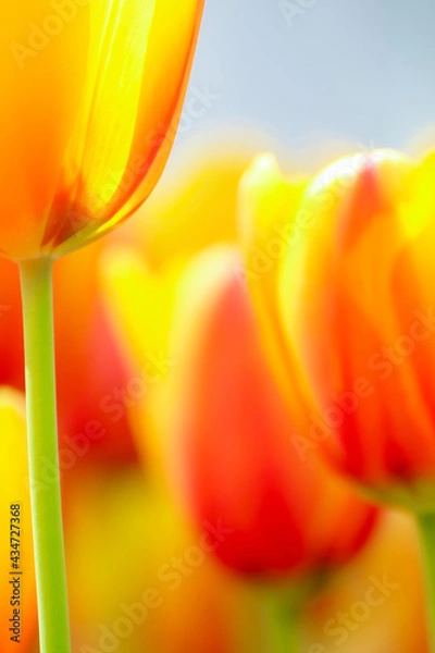 Obraz オレンジ色のチューリップ