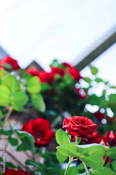 Obraz Czerwone róże w klastrze