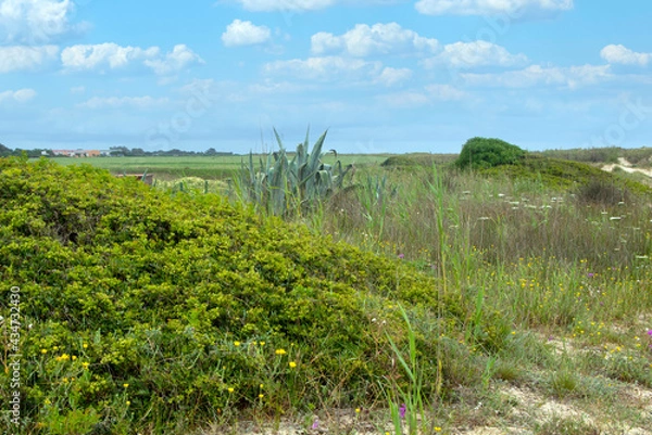 Obraz Meadows near the coast