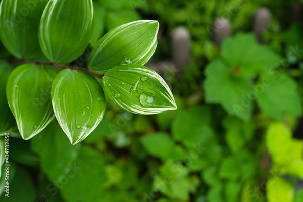 Obraz クマザサの梅雨
