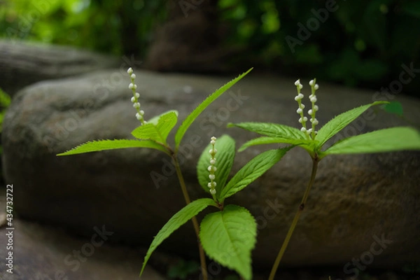 Obraz ひとりしずか