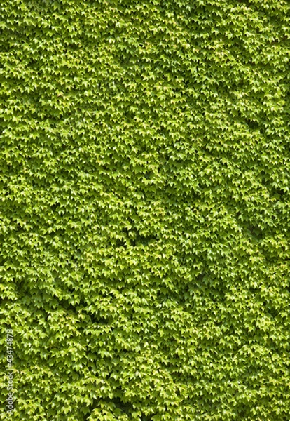 Obraz Green wall