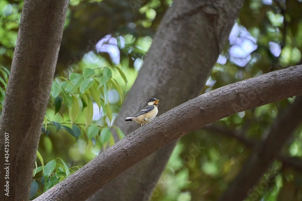 Fototapeta A juvenile Japanese tit crowing with its mouth open on a branch (from the side)