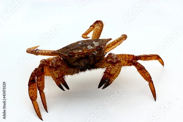 Obraz sea crab