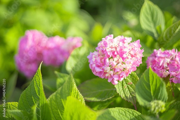 Obraz 紫陽花　アジサイ　ピンクの花