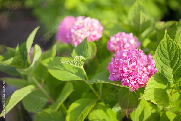 Obraz 紫陽花　アジサイ　ピンクの花