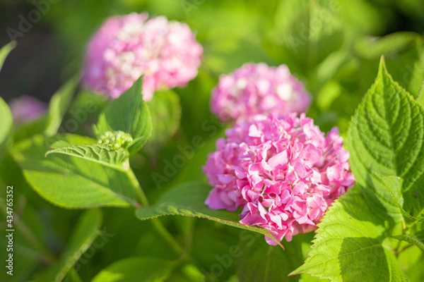 Obraz 紫陽花　アジサイ　ピンクの花