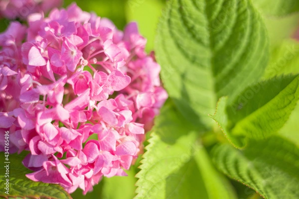 Obraz 紫陽花　アジサイ　ピンクの花