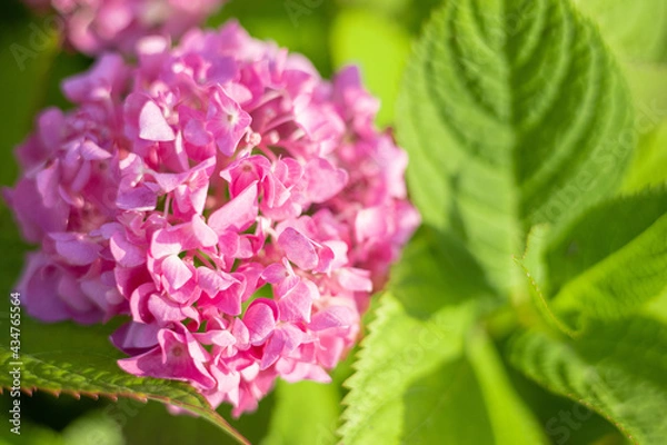 Obraz 紫陽花　アジサイ　ピンクの花