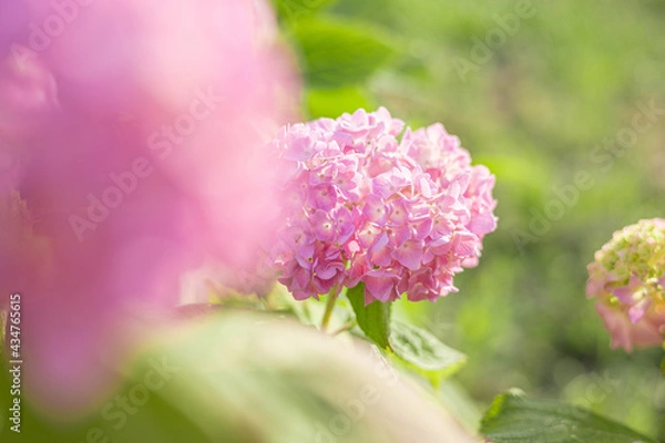 Obraz 紫陽花　アジサイ　ピンクの花