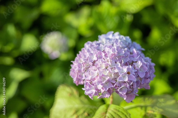 Obraz 紫陽花　アジサイ　赤　紫　青