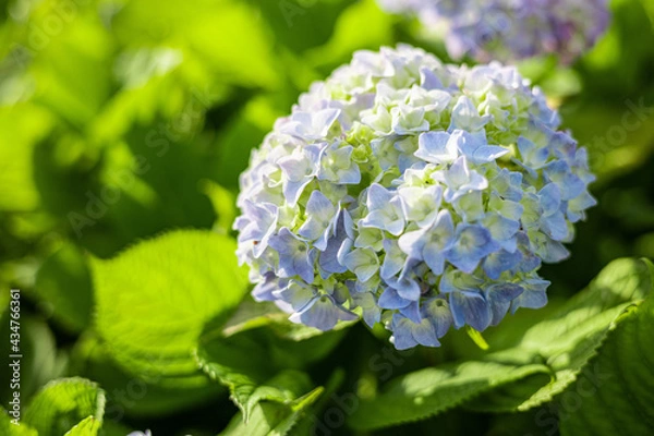 Obraz 紫陽花　アジサイ　赤　紫　青