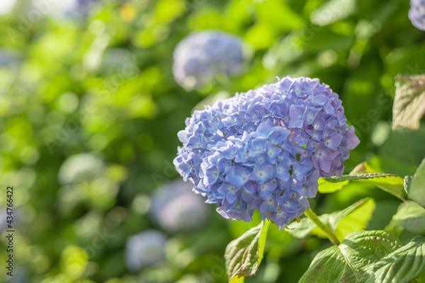 Obraz 紫陽花　アジサイ　赤　紫　青