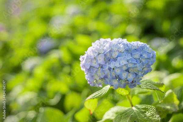 Obraz 紫陽花　アジサイ　赤　紫　青