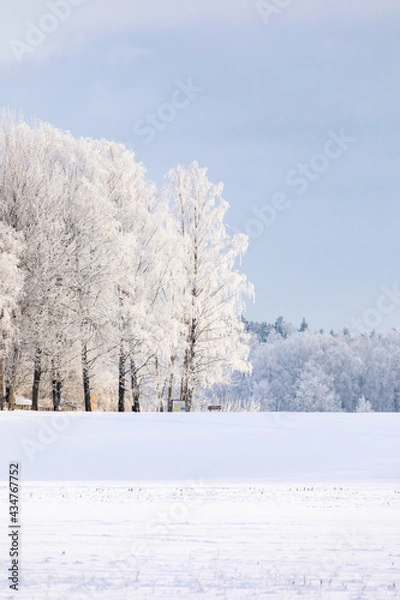 Fototapeta snow covered trees