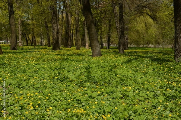 Obraz spring in the park
