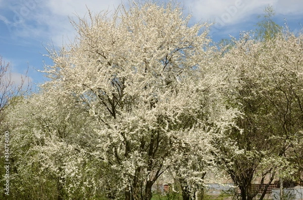 Obraz blooming tree in spring