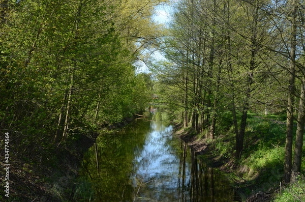 Obraz river in the woods