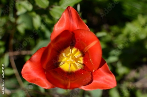 Obraz red tulip flower