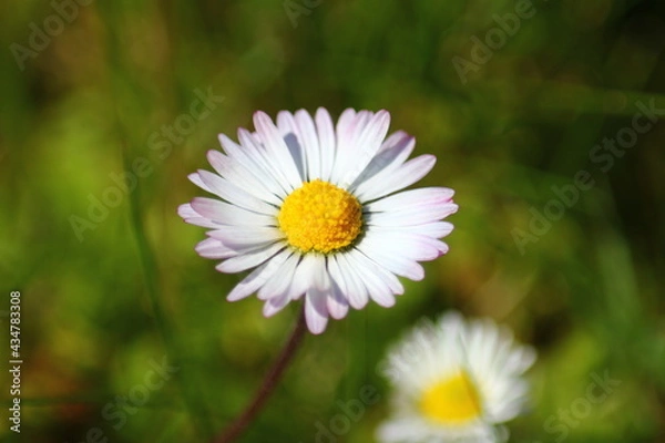 Obraz Gänseblümchen