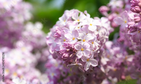 Fototapeta Lilac flowers. Beautiful spring background of flowering lilac. Selective soft focus, shallow depth of field. Purple lilac