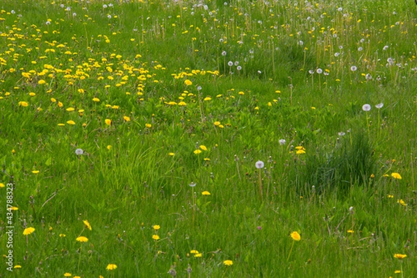 Fototapeta Dandelions in an unkempt lawn