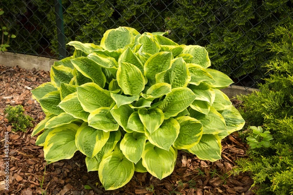 Fototapeta Hosta 'Wide Brim' 