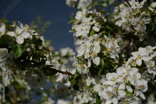 Fototapeta The apple tree blooms magnificently with white flowers