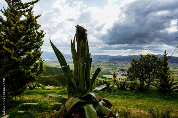 Obraz agave cactus in the desert